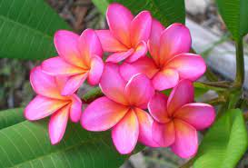 The Plumeria Neon Lights Thai Plumeria Australian Native Plants Hawaiian Lei Flower