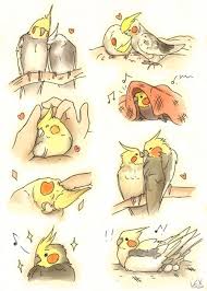 Artisan Lex Pretty Cockatiels For Your Blog Anime Cute Birds Pet Birds Bird Sketch