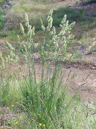 Image result for Dacryotrichia