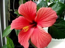 Image result for 무궁화꽃