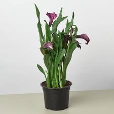 Image result for Zantedeschia
