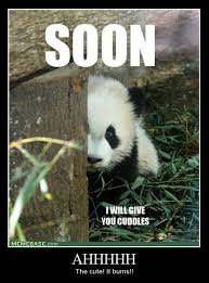 Why i love giving head. You Can T Stop The Burning Cute Panda Panda Little Panda