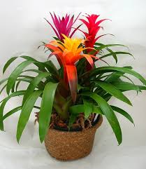 Pets, especially cats and dogs, frequently ingest plants. Are Bromeliad Plants Poisonous To Dogs Online