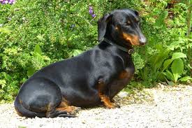 Image result for jezevčík hladkosrstý