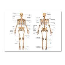 Cover your walls with artwork and trending designs from independent artists worldwide. Human Body Anatomy Canvas Wall Art Poster Print Skeletal Muscular System Didactic Board Picture Painting Study Room Decoration Painting Calligraphy Aliexpress