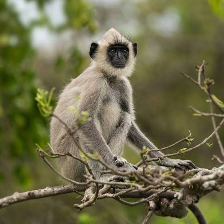 The tufted grey langur is recognised for its slender body and long hands,  feet and tail. Whilst this langur is grey, they are also commonly found in  black, red and brown! #EarthCapture
