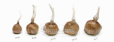 Bulbes de safran à planter, lot de 10 bulbes. La Culture Du Safran Sativus Com