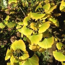 Pin Auf Gartentipps