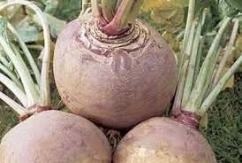 Image result for Brachystephanus holstii