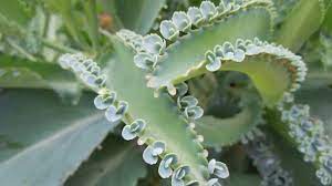 El título es directo pero real: Kalanchoe Es Verdad Que Tiene Propiedades Medicinales