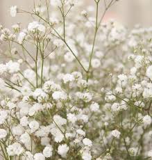 Another use for white flowers is to include them in the bouquet at your outdoor wedding to lighten it up and give it a more summery feel. Top 10 Filler Flowers To Know Ebb Flow Flowers