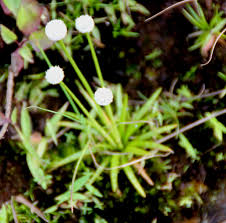 Image result for Eriocaulon bongense