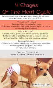 The Four Stages Of Your Dog S Heat Cycle Proestrus Estrus Diestrus And Anestrus Dog In Heat Dog Heat Cycle Female Dog In Heat