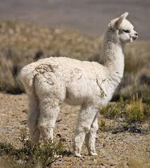 The particular family to which the sars virus belongs has a visually descriptive name: Tylopod Mammal Britannica