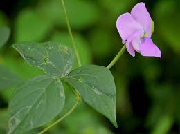 Image result for Vigna radicans