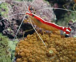 What S Currently In My Tank Skunk Cleaner Shrimp Also Known As Scarlet Cleaner Shrimp Pacific Cleaner Shri Red Cherry Shrimp Glass Shrimp Saltwater Aquarium