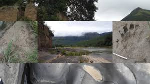 Image result for Hyperacanthus microphyllus