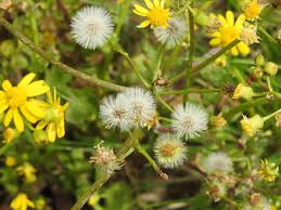 Image result for Afrosolen coeruleus