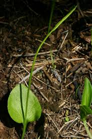 Image result for Ophioglossum reticulatum