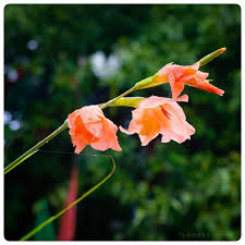 Image result for Glebionis carinata `German Flag`