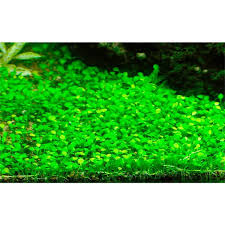 Image result for Marsilea nubica