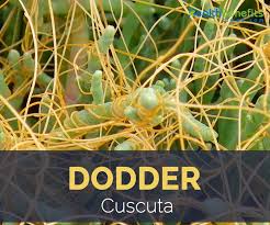 Image result for Cuscuta cassytoides