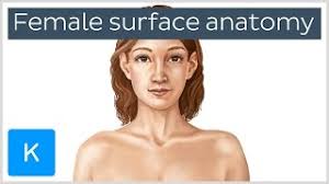 This diagram depicts female body diagram.human anatomy diagrams show internal organs, cells, systems, conditions, symptoms and sickness information and/or tips for healthy living. Female Body Surface Anatomy Preview Human Anatomy Kenhub Youtube