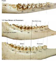 determine a deers age by its jaw autumn 2010 knots and