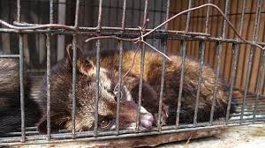 It only picks and eats the best cherry on the tree. Petition Barack Obama The Truth Behind Worlds Most Expensive Coffee Let S End The Misery For The Poor Civet Cats Change Org