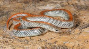 North american snakes map provides you detailed answers for free. Calphotos Sonora Semiannulata Western Ground Snake