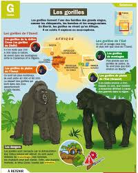 Les Gorilles Gorille Documentaire Animaux Animaux De La Savane