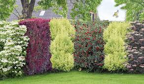 Mein Schoner Garten Vogelschutz Hecke Bird Lover 14 Pflanzen Pflanzen Garten Hecken Garten