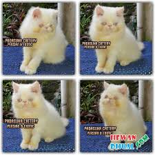 Pokonya full kucing rumahan kok prefer cod sih daripada kirim2 ,, kesiaan. Dijual Kucing Himalayan Di Bandung Hewandijual Com