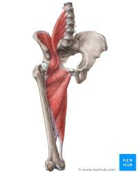 The latissimus dorsi muscle is the widest and most powerful back muscle. Hip And Thigh Muscles Anatomy And Functions Kenhub