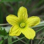 Image result for Cucumis prophetarum