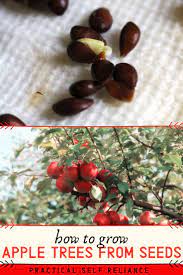 How To Grow Apple Trees From Seed Apple Tree From Seed Apple Tree Apple Plant