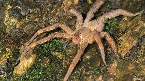 The brazilian wandering spider has been rated the most venomous spider in the world by the guinness book of world records, and it does plus this kind of incident has happened on multiple occasions in the u.k. Spider Bites Identify What Bit You And Get Proper Help