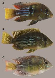 Image result for Gymnosporia oxycarpa