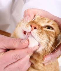 This could help diagnose trauma, injury due to a fall or fight, and other. Cat Health Questions Cat Advice
