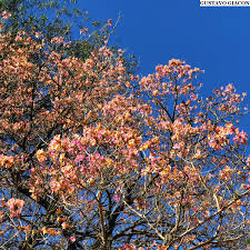 Viveiro Ciprest - Plantas Nativas e Exóticas: Ipê Bicolor Damasco (  Handroanthus impetiginosus X Handroanthus chrysotrichus )