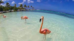 Flamingo Beach E Renaissance Island Passeios Em Aruba