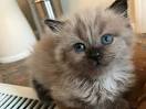 RAGDOLL KITTENS FOR SALE | AngelGirl Ragdolls