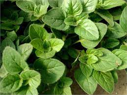 El Oregano Origanum Vulgare Es Una Planta Originaria De La Region Mediterranea Como La Gran Mayoria De Las Pl Medicinal Plants Perennial Herbs Oregano Plant