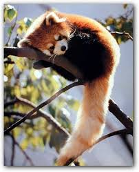 If stuck, the cutting of the wall has to be done. Amazon Com Red Panda Sitting On A Tree Wildlife Wall Decor Animal Art Print Poster 16x20 Posters Prints