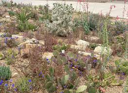 It'll keep critters out and water your plants at the same time…awesome! Cold Hardy Cacti For The Mountain West Finegardening