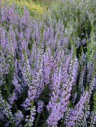 This species of lavender has higher levels of cineole, a compound that is also. 51 Heath Heathers Ideas Heath Plants Heathers