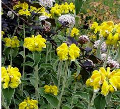 Image result for Phlomis fruticosa