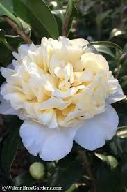 Buy Brushfield Yellow Camellia Plant Free Shipping For Sale From Wilson Bros Gardens Online Camellia Plant Plant Sale Trees To Plant