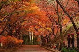 We did not find results for: Budaya Jepun Musim Luruh Kouyou Halal Media Japan