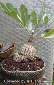 Image result for Cussonia natalensis